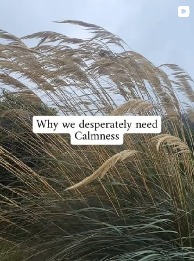 Reeds blowing in the wind with a message about calmness